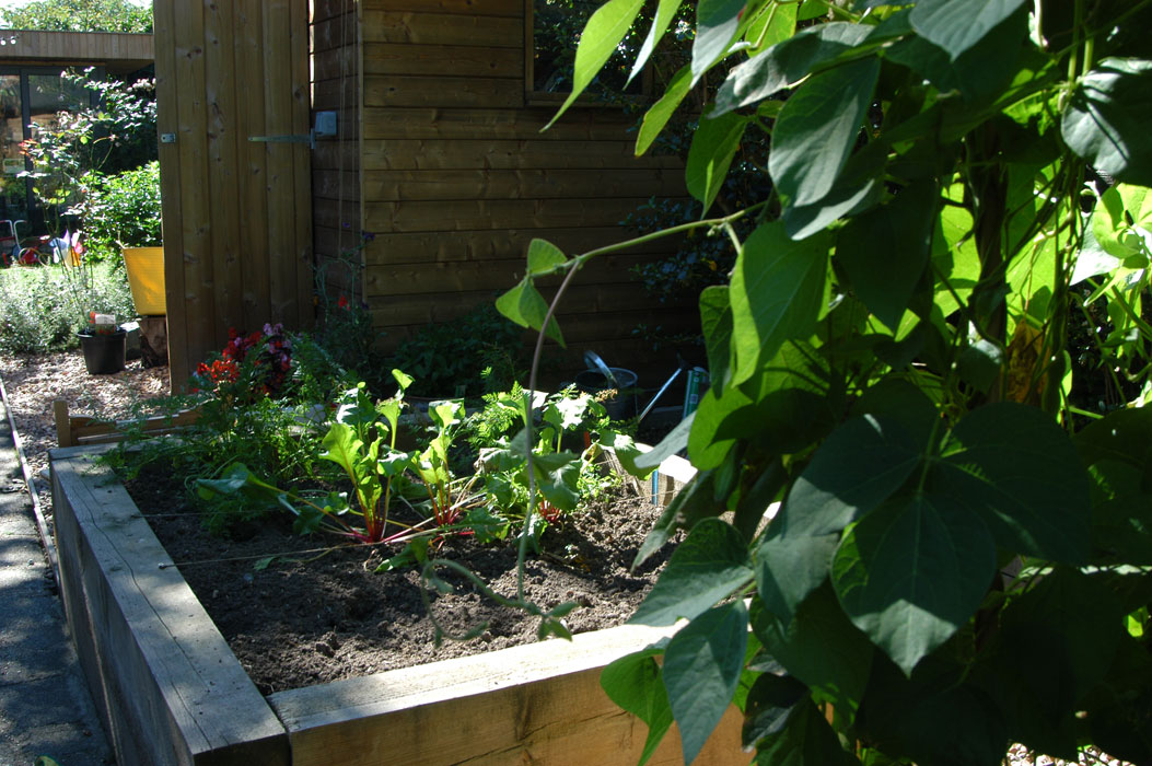 Vegetable beds & shed